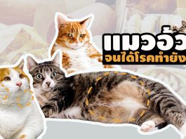แมวอ้วน ทำไงดี?