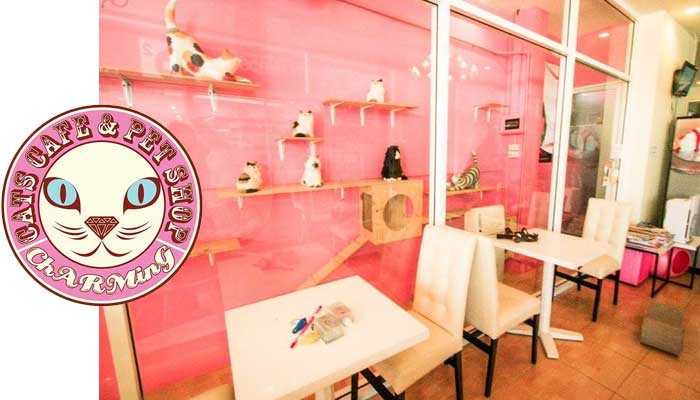 คาเฟ่แมวCharmingCatsCafe - Petcitiz.info คาเฟ่แมวCharmingcatscafe - Petcitiz.Info