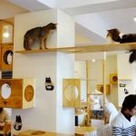 catcafe