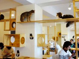 catcafe