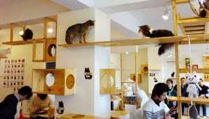 catcafe