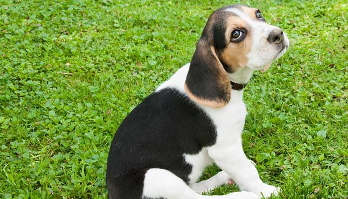 หมากระเป๋า Beagle