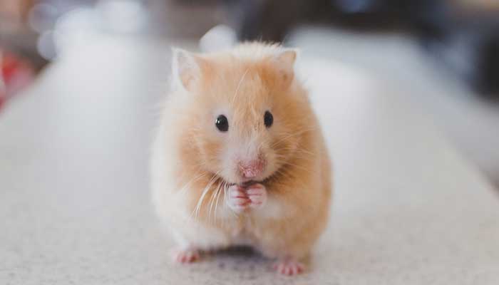 หนูแฮมเตอร์ พฤติกรรม
