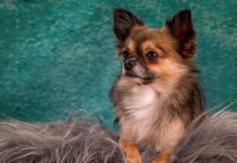 หมากระเป๋า