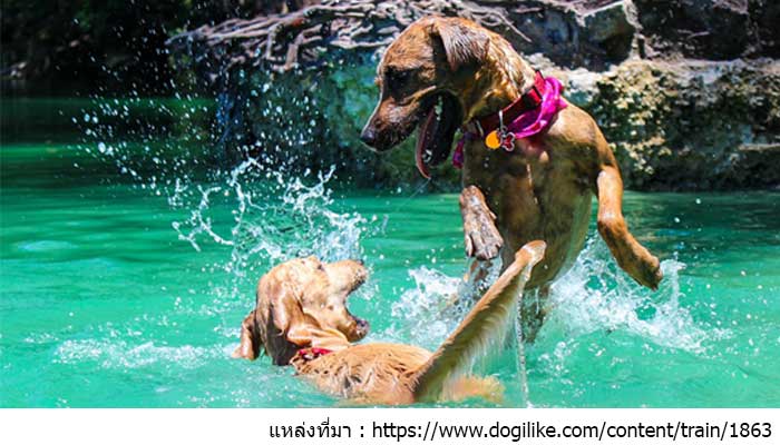 เทคนิค ผูกมิตรสุนัข
