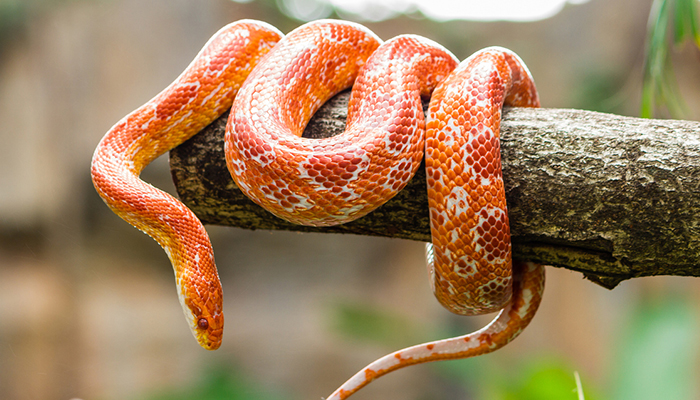 อยากเลี้ยง งูข้าวโพด (Corn Snake) ต้องเตรียมตัวอย่างไร - Petcitiz.info