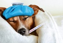 หมา โรคร้าย