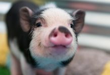 หมูแคระ วิธีเลี้ยง