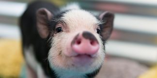 หมูแคระ วิธีเลี้ยง
