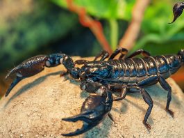 แมงป่อง ต่อย