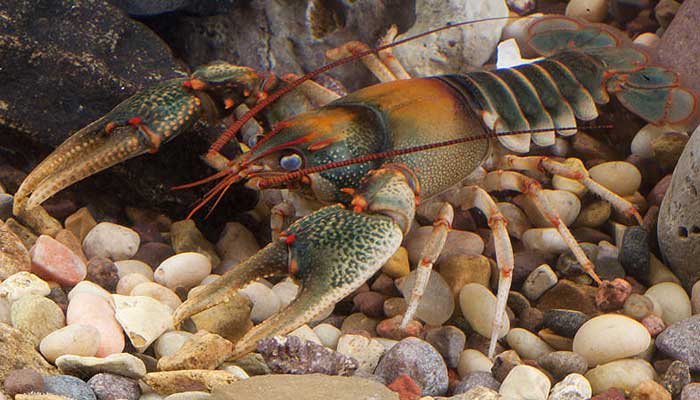 กุ้งเครฟิช