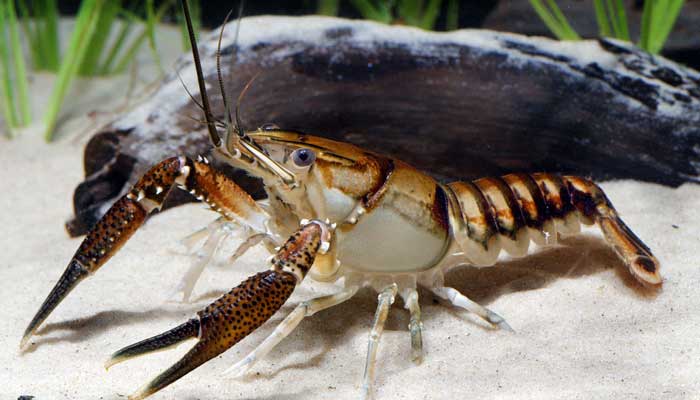 กุ้งเครฟิช