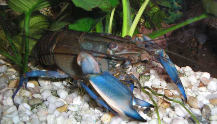 กุ้งเครฟิช