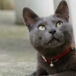 แมวไทย