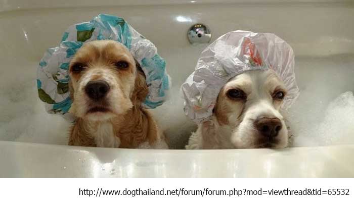 อาบน้ำ น้องหมา