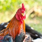 ไก่ชน สมเด็จพระนเรศวรมหาราช