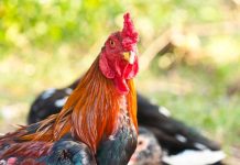 ไก่ชน สมเด็จพระนเรศวรมหาราช