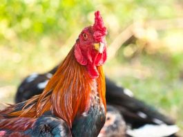 ไก่ชน สมเด็จพระนเรศวรมหาราช