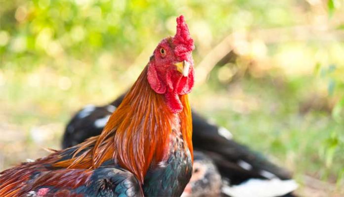 ไก่ชน สมเด็จพระนเรศวรมหาราช