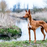 พันธุ์สุนัข1