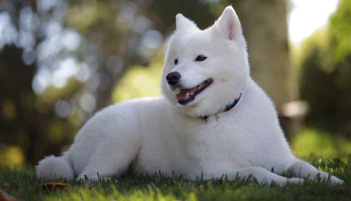 หมา พันธุ์ samoyed for sale