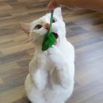 หนู4