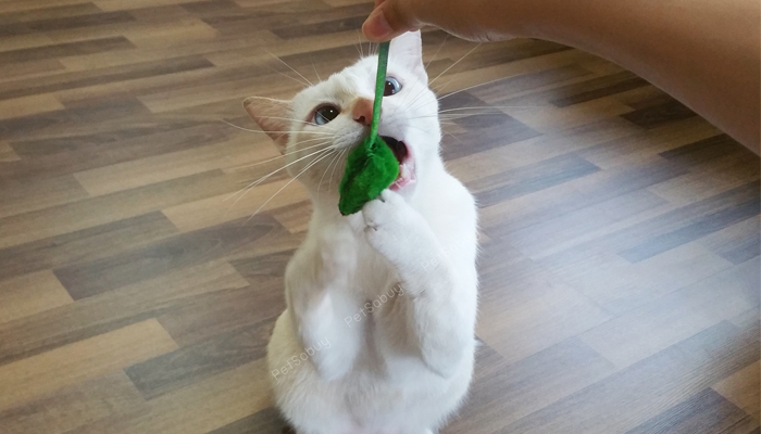 หนู4