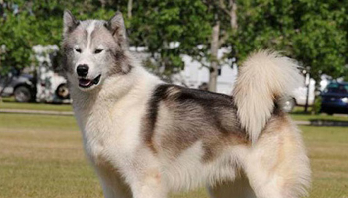 สุนัข ราคาแพงที่สุดในโลก