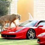 เลี้ยงเสือ1