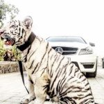 เลี้ยงเสือ