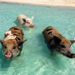 หมูว่ายน้ำ5