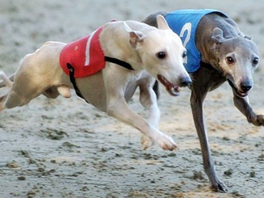 สุนัข อิตาเลียน เกรย์ฮาวด์