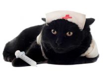 ความเครียด บำบัดได้ด้วยพยาบาลแมวเหมียว พยาบาลแมว