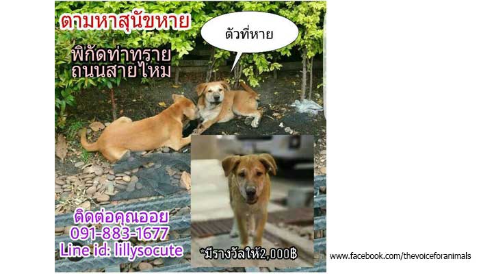 รักหมา