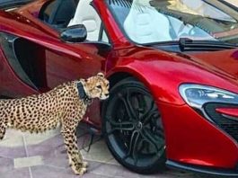 ปรบมือดัง…ไม่ให้เศรษฐียูเออีเลี้ยงสัตว์ป่าอีกต่อไปแล้ว เลี้ยงสัตว์ป่า