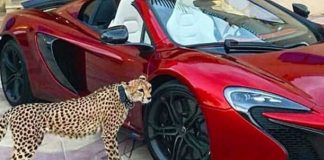 เลี้ยงสัตว์ป่า