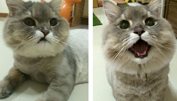 แมวเหมียว