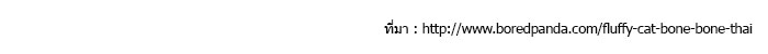 แมวเหมียว