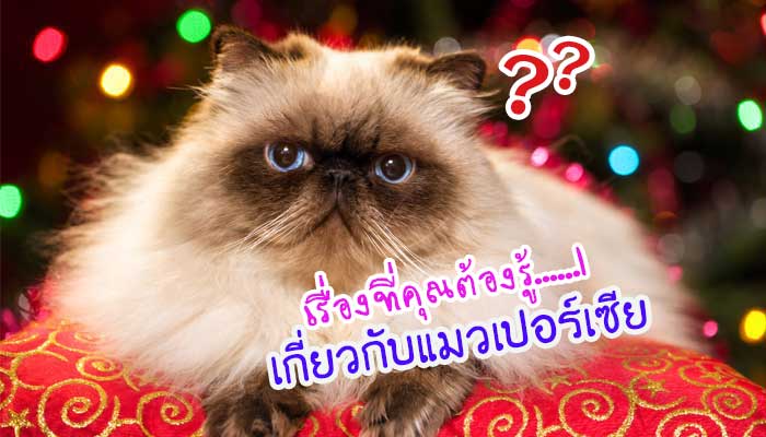 เรื่องที่คุณต้องรู้เกี่ยวกับ แมวเปอร์เซีย - Petcitiz.Info