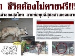 หมาไนกี้1