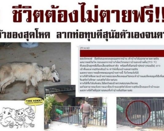 หมาไนกี้1