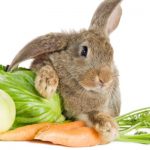 กระต่าย1