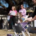 ชุดสุนัข