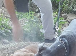 น้องหมาฮีโร่ช่วยเพื่อนให้รอดจากการถูกฝังทั้งเป็น pitbull dog