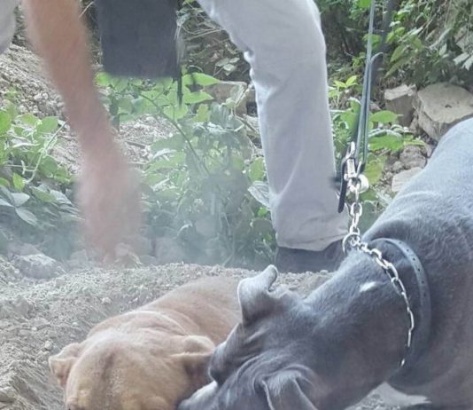 pitbull dog