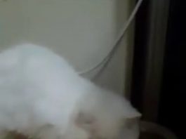 หนุ่มโพสต์คลิปตีแมว ชาวเน็ตจวกยับ! รับไม่ได้กับสาเหตุที่เขาทำลงไป น้องแมว