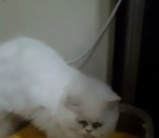 หนุ่มโพสต์คลิปตีแมว ชาวเน็ตจวกยับ! รับไม่ได้กับสาเหตุที่เขาทำลงไป น้องแมว