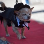 ชุดสุนัข1