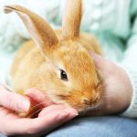 กระต่าย4