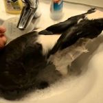 กระต่าย5